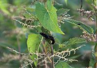 Dateiname=Insekten-Raupe-20100706-01.jpg
Dateigröße=191KB
Abmessungen: 880x617
hinzugefügt am: 06. Januar 2016 Insekten-Raupe-20100706-01.jpg
