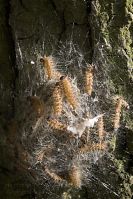Dateiname=Insekten-Raupen20100620-017.jpg
Dateigröße=281KB
Abmessungen: 588x880
hinzugefügt am: 06. Januar 2016 Insekten-Raupen20100620-017.jpg