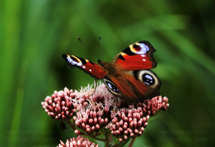 Brandenburg. Schmetterling.
Juli 1998. Brandenburg. Schmetterling.
Schlüsselwörter: Fauna;Insekten;Schmetterling;1998;Deutschland;Tiere
