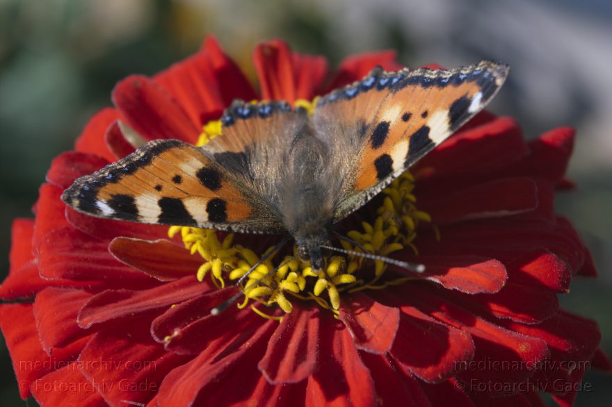 Polen. Insel Wolin. Schmetterling auf Blume. Blüten.
23. 9. 2005. Polen. Insel Wolin. Fauna. Tiere. Insekten. Schmetterling auf Blume. Blüten.
Schlüsselwörter: 2011;Blumen;Blüten;Fauna;Insekten;Polen;Schmetterlinge;Tiere;2005;Wolin