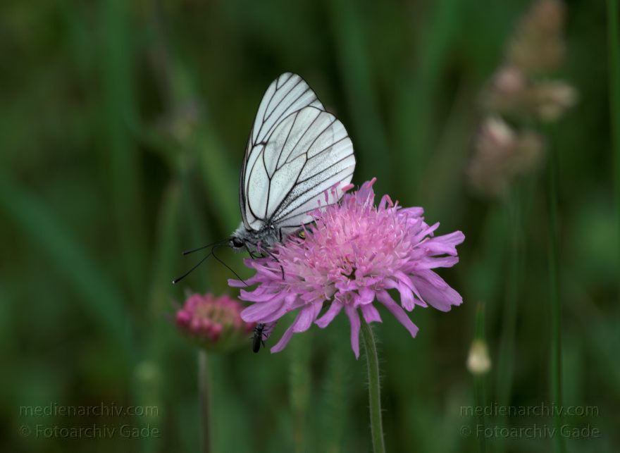 Mecklenburg-Vorpommern. Feldberger Seenlandschaft. Schmetterling auf einer rosafarbenen Blüte.
2009. Mecklenburg-Vorpommern. Feldberger Seenlandschaft. Hullerbusch bei Carwitz. Fauna. Tiere. Insekten. Schmetterling auf einer rosafarbenen Blüte. Wiesen-Wittwenblume. (Knautia arvensis) Flora. Pflanzen.
Schlüsselwörter: Carwitz;Falter;Fauna;Feldberger-Seenlandschaft;Insekten;Mecklenburg-Vorpommern;Schmetterling;Tiere;2009;Wiesen-Witwenblume