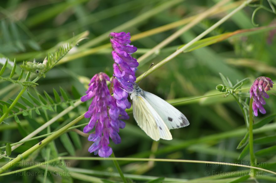 Brandenburg. Linum. Insekt. Schmetterling. Kohlweissling
23. 6. 2012. Brandenburg. Linum. Fauna Tiere. Insekt. Schmetterling. Kohlweissling (Pieris brassicae)
Schlüsselwörter: Brandenburg;Fauna;Kohlweissling;Linum;Pieris brassicae;Rhinluch;Ruppiner Land;2012;Schmetterlinge