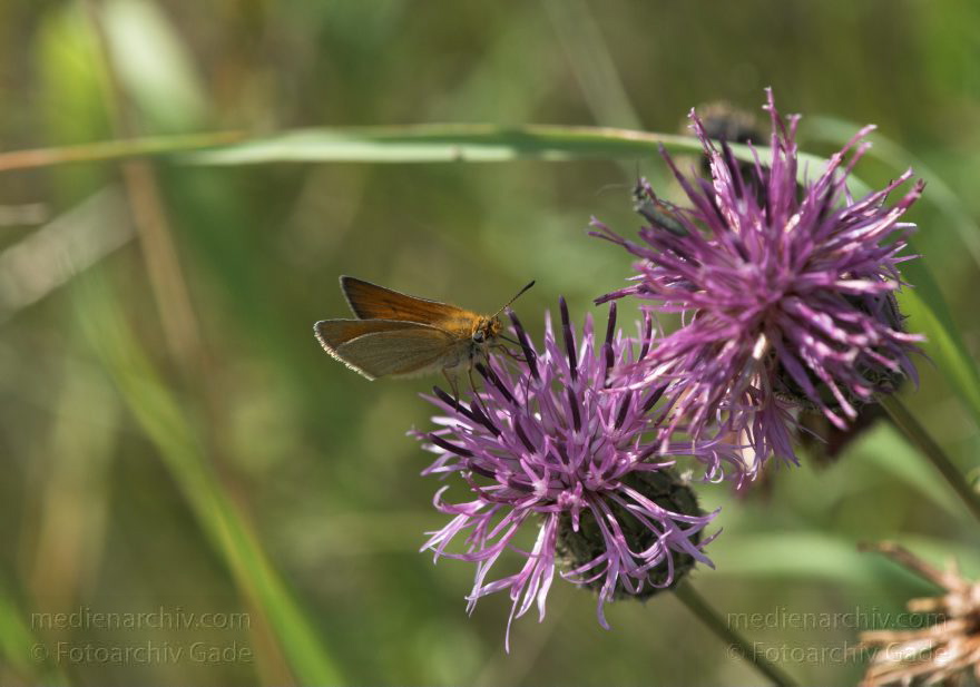 Mecklenburg-Vorpommern. Feldberger Seenlandschaft. Carwitz. Fauna - Tiere. Insekten. Schmetterlinge auf Diesteln
8. 7. 2011. Mecklenburg-Vorpommern. Feldberger Seenlandschaft. Carwitz. Fauna. Tiere. Insekten. Schmetterlinge auf Diesteln
Schlüsselwörter: Carwitz;Diesteln;Fauna;Feldberger-Seenlandschaft;Insekten;Mecklenburg-Vorpommern;Schmetterlinge;2011;Tiere