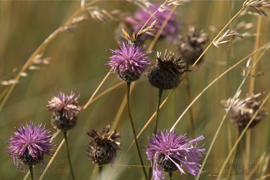 Mecklenburg-Vorpommern. Feldberger Seenlandschaft. Carwitz. Fauna - Tiere. Insekten. Schmetterlinge auf Diesteln
8. 7. 2011. Mecklenburg-Vorpommern. Feldberger Seenlandschaft. Carwitz. Fauna. Tiere. Insekten. Schmetterlinge auf Diesteln
Schlüsselwörter: Carwitz;Diesteln;Fauna;Feldberger-Seenlandschaft;Insekten;Mecklenburg-Vorpommern;Schmetterlinge;2011;Tiere