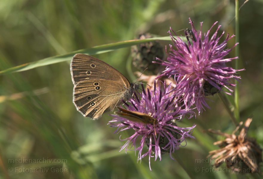 Mecklenburg-Vorpommern. Feldberger Seenlandschaft. Carwitz. Fauna - Tiere. Insekten. Schmetterlinge auf Diesteln
8. 7. 2011. Mecklenburg-Vorpommern. Feldberger Seenlandschaft. Carwitz. Fauna. Tiere. Insekten. Schmetterlinge auf Diesteln
Schlüsselwörter: Carwitz;Diesteln;Fauna;Feldberger-Seenlandschaft;Insekten;Mecklenburg-Vorpommern;Schmetterlinge;2011;Tiere