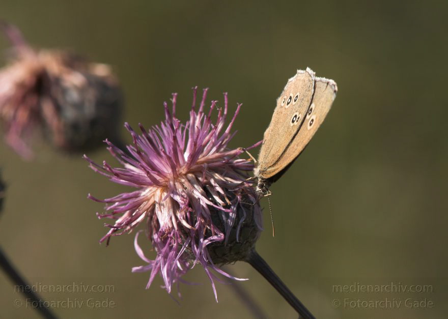 Mecklenburg-Vorpommern. Feldberger Seenlandschaft. Carwitz. Fauna - Tiere. Insekten. Schmetterlinge auf Diesteln
8. 7. 2011. Mecklenburg-Vorpommern. Feldberger Seenlandschaft. Carwitz. Fauna. Tiere. Insekten. Schmetterlinge auf Diesteln
Schlüsselwörter: Carwitz;Diesteln;Fauna;Feldberger-Seenlandschaft;Insekten;Mecklenburg-Vorpommern;Schmetterlinge;2011;Tiere