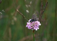 Insekten-Schmetterling-20090609-14.jpg