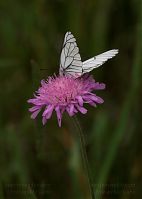 Insekten-Schmetterling-20090609-15.jpg