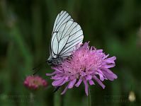 Insekten-Schmetterling-20090609-18.jpg