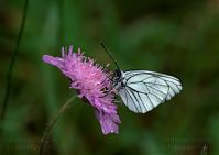 Insekten-Schmetterling-20090609-19.jpg