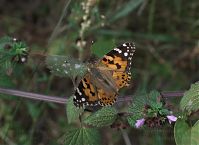 Dateiname=Insekten-Schmetterling-20090802-130.jpg
Dateigröße=154KB
Abmessungen: 880x639
hinzugefügt am: 06. Januar 2016 Insekten-Schmetterling-20090802-130.jpg