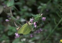 Dateiname=Insekten-Schmetterling-20090802-131.jpg
Dateigröße=118KB
Abmessungen: 880x616
hinzugefügt am: 06. Januar 2016 Insekten-Schmetterling-20090802-131.jpg