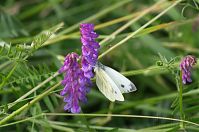 Insekten-Schmetterling-201-20623-508.jpg