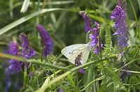 Insekten-Schmetterling-201-20623-509.jpg