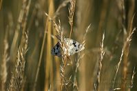 Insekten-Schmetterling-20110705-25.jpg