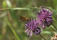 Insekten-Schmetterling-20110708--20.jpg