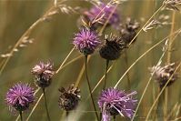 Insekten-Schmetterling-20110708-19.jpg