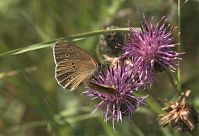 Insekten-Schmetterling-20110708-21.jpg