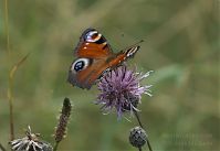 Insekten-Schmetterling-20110708-23.jpg