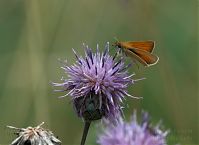 Insekten-Schmetterling-20110708-24.jpg