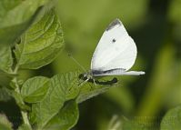 Insekten-Schmetterling-20130706-119.jpg