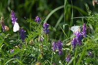 Insekten-Schmetterlinge-20110820-159.jpg