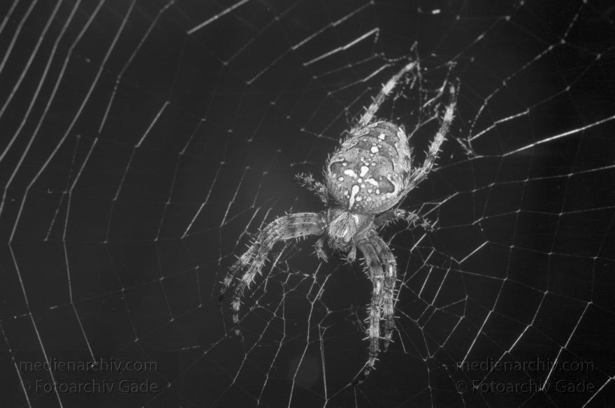 um Holland. Den Haag. Insekten. Kreuzspinne im Spinnennetz
um 1979. Holland. Den Haag. Fauna. Tiere. Insekten. Kreuzspinne im Spinnennetz
Schlüsselwörter: Den Haag;Fauna;Holland;Insekten;Kreuzspinne;Spinnen;Spinnennetz;1979;Tiere