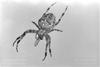 Insekten-Spinne-197x-12.jpg