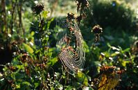 Insekten-Spinne-199608-010.jpg