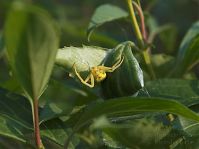 Insekten-Spinne20060621-22.jpg