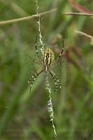 Insekten-Spinne20100801-22.jpg