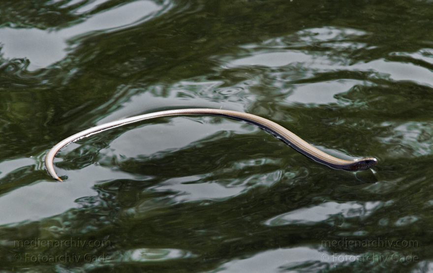 Mecklenburg-Vorpommern. Carwitz. Reptilien. Schwimmende Blindschleiche
7. 8. 2008. Mecklenburg-Vorpommern. Carwitz. Fauna. Tiere. Reptilien. Schwimmende Blindschleiche. (Anguis fragilis) Echsenart innerhalb der Familie der Schleichen (Anguidae)
Schlüsselwörter: Anguis fragilis;Blindschleiche;Carwitz;Fauna;Mecklenburg-Vorpommern;Reptilien;2008;Tiere