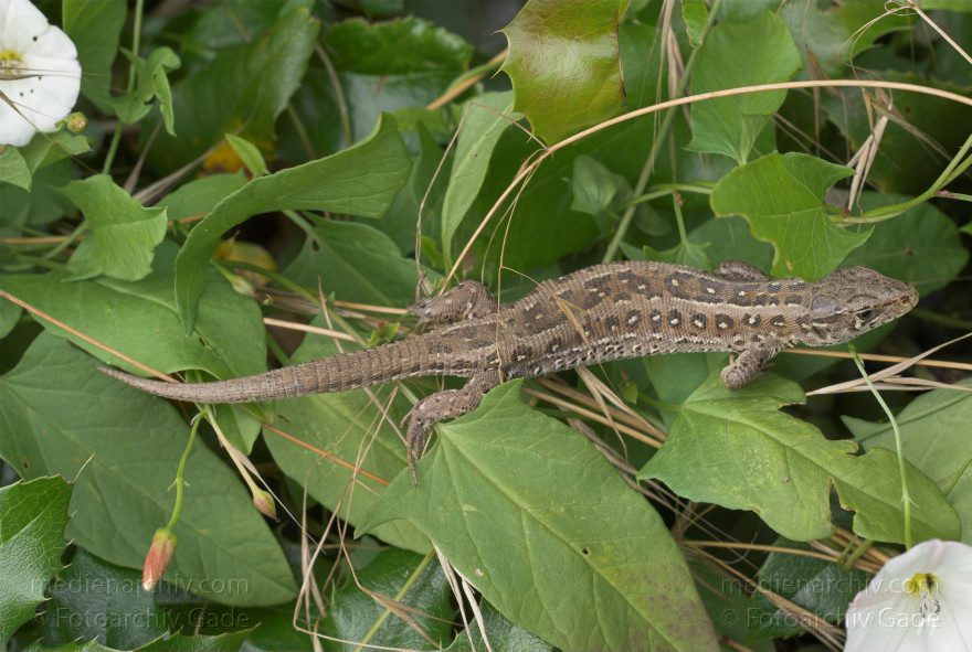 Carwitz. Zauneidechse (Lacerta agilis). Reptilien (Reptilia)
26. 6. 2007. Mecklenburg-Vorpommern. Feldberger Seengebiet. Carwitz. Fauna. Tiere. Zauneidechse (Lacerta agilis). Reptilien (Reptilia), Unterordnung Echsen (Lacertilia = Sauria). Familie der Echten Eidechsen (Lacertidae).
Schlüsselwörter: Carwitz;Echsen;Fauna;Mecklenburg-Vorpommern;Reptilien;Tiere;2007;Zauneidechsen