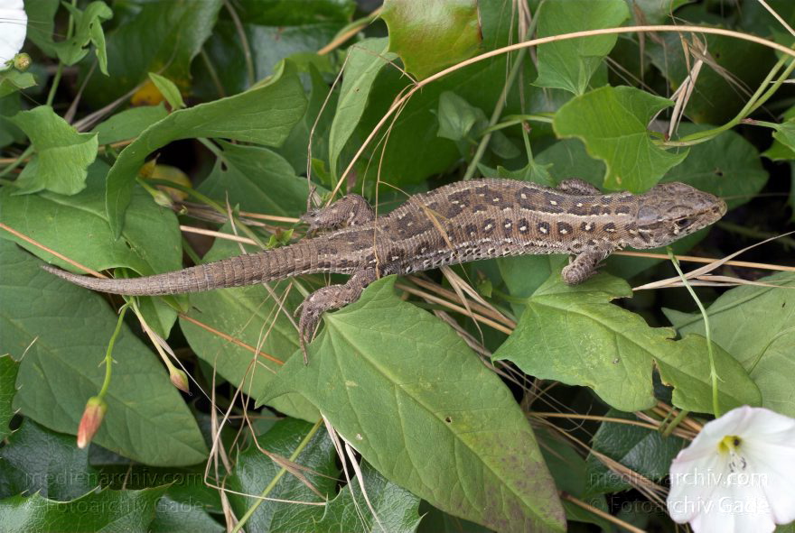 Carwitz. Zauneidechse (Lacerta agilis). Reptilien (Reptilia)
26. 6. 2007. Mecklenburg-Vorpommern. Feldberger Seengebiet. Carwitz. Fauna. Tiere. Zauneidechse (Lacerta agilis). Reptilien (Reptilia), Unterordnung Echsen (Lacertilia = Sauria). Familie der Echten Eidechsen (Lacertidae).
Schlüsselwörter: Carwitz;Echsen;Fauna;Mecklenburg-Vorpommern;Reptilien;Tiere;2007;Zauneidechsen