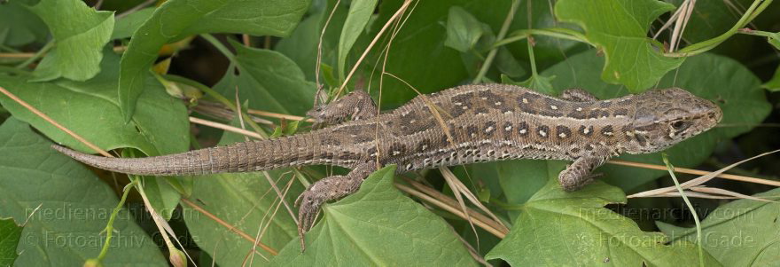 Carwitz. Zauneidechse (Lacerta agilis). Reptilien (Reptilia)
26. 6. 2007. Mecklenburg-Vorpommern. Feldberger Seengebiet. Carwitz. Fauna. Tiere. Zauneidechse (Lacerta agilis). Reptilien (Reptilia), Unterordnung Echsen (Lacertilia = Sauria). Familie der Echten Eidechsen (Lacertidae).
Schlüsselwörter: Carwitz;Echsen;Fauna;Mecklenburg-Vorpommern;Reptilien;Tiere;2007;Zauneidechsen