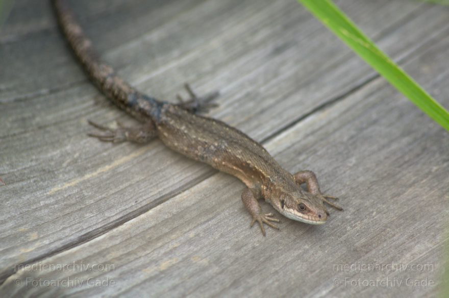 Brandenburg. Linum. Zauneidechse (Lacerta agilis). Reptilien (Reptilia), Unterordnung Echsen (Lacertilia = Sauria). Familie der Echten Eidechsen (Lacertidae).
23. 6. 2012. Brandenburg. Ruppiner Land. Rhinluch. Linum. Zauneidechse (Lacerta agilis). Reptilien (Reptilia), Unterordnung Echsen (Lacertilia = Sauria). Familie der Echten Eidechsen (Lacertidae).
Schlüsselwörter: Brandenburg;Echsen;Eidechse;Linum;Reptilien;Rhinluch;2012;Ruppiner Land