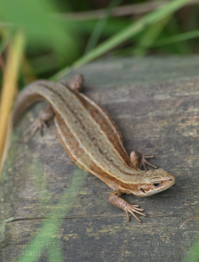 Brandenburg. Linum. Zauneidechse (Lacerta agilis). Reptilien (Reptilia), Unterordnung Echsen (Lacertilia = Sauria). Familie der Echten Eidechsen (Lacertidae).
28. 7. 2012. Brandenburg. Ruppiner Land. Rhinluch. Linum. Zauneidechse (Lacerta agilis).Reptilien (Reptilia) , Unterordnung Echsen (Lacertilia = Sauria). Familie der Echten Eidechsen (Lacertidae).
Schlüsselwörter: Brandenburg;Echsen;Eidechse;Linum;Reptilien;Rhinluch;2012;Ruppiner Land