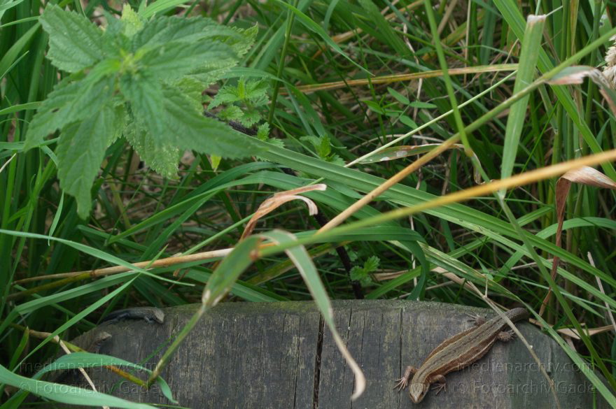 Brandenburg. Linum. Zauneidechse (Lacerta agilis). Frisch geschlüpfter Nachwuchs. Reptilien (Reptilia), Unterordnung Echsen (Lacertilia = Sauria). Familie der Echten Eidechsen (Lacertidae).
28. 7. 2012. Brandenburg. Ruppiner Land. Rhinluch. Linum. Zauneidechse (Lacerta agilis). Frisch geschlüpfter Nachwuchs.  Reptilien (Reptilia) , Unterordnung Echsen (Lacertilia = Sauria). Familie der Echten Eidechsen (Lacertidae).
Schlüsselwörter: Brandenburg;Echsen;Eidechse;Linum;Reptilien;Rhinluch;2012;Ruppiner Land