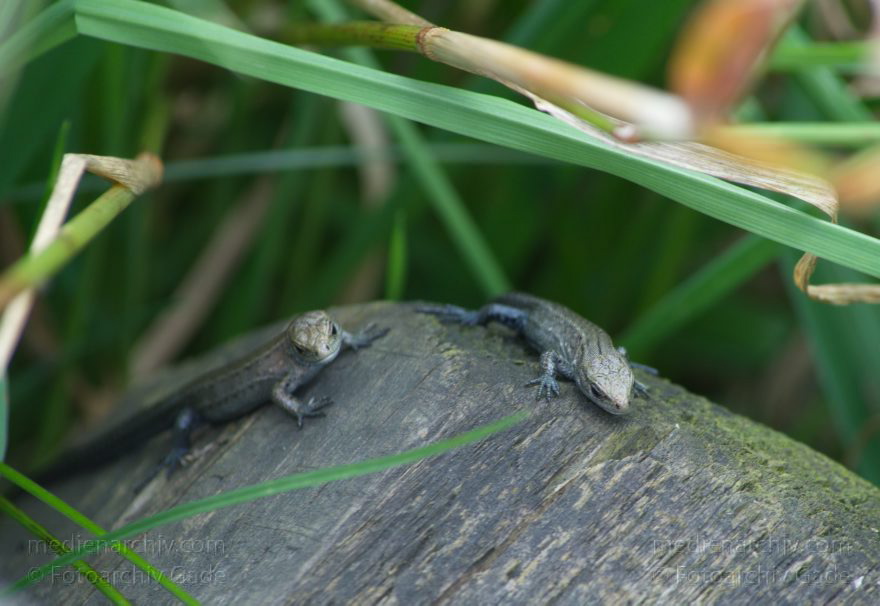 Brandenburg. Linum. Zauneidechse (Lacerta agilis). Frisch geschlüpfter Nachwuchs. Reptilien (Reptilia), Unterordnung Echsen (Lacertilia = Sauria). Familie der Echten Eidechsen (Lacertidae).
28. 7. 2012. Brandenburg. Ruppiner Land. Rhinluch. Linum. Zauneidechse (Lacerta agilis). Frisch geschlüpfter Nachwuchs.  Reptilien (Reptilia) , Unterordnung Echsen (Lacertilia = Sauria). Familie der Echten Eidechsen (Lacertidae).
Schlüsselwörter: Brandenburg;Echsen;Eidechse;Linum;Reptilien;Rhinluch;2012;Ruppiner Land