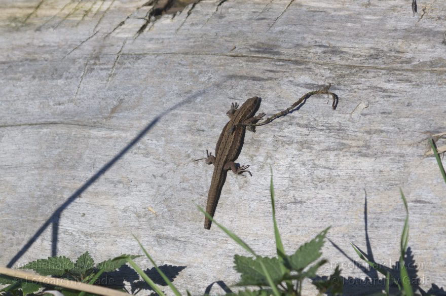 Brandenburg. Linum. Tiere. Fauna. Reptilien. Eidechse
13. 11. 2012. Brandenburg. Linum. Tiere. Fauna. Eidechse (Lacertidae) Reptilien
Schlüsselwörter: Brandenburg;Eidechse;Fauna;Lacertidae;Linum;Reptilien;2012;Tiere