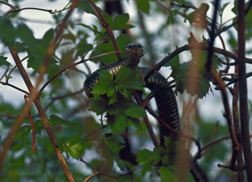 Brandenburg. Feldberger Seen-Gebiet. Schlange im Gebüsch
Mai 1995. Brandenburg. Mecklenburg-Vorpommern. Feldberger Seen-Gebiet. Fauna. Tiere. Schlange im Gebüsch
Schlüsselwörter: Brandenburg;Fauna;Feldberger Seen;Mecklenburg-Vorpommern;Reptilien;Schlange;1995;Tiere