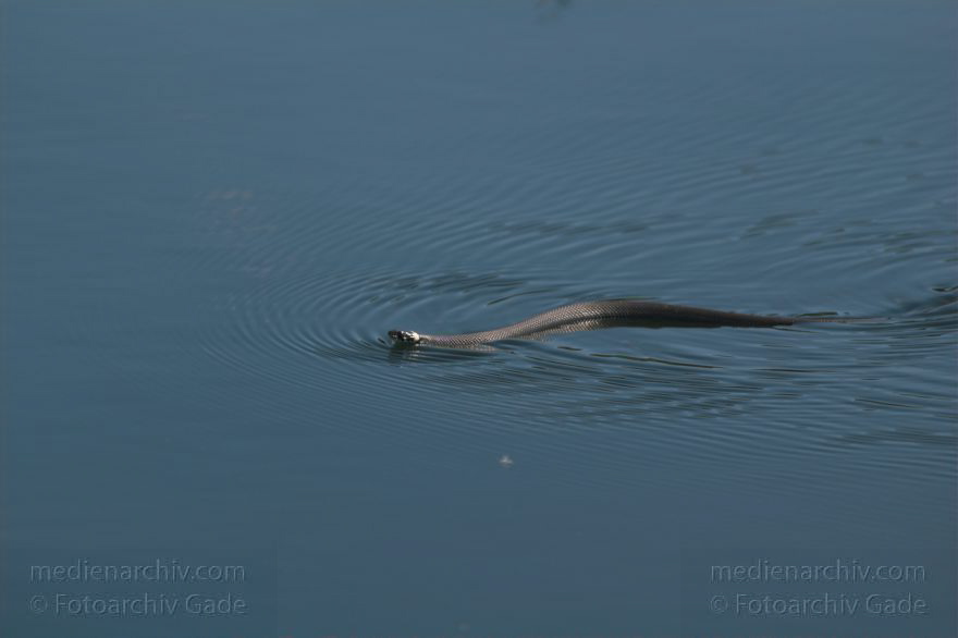 Reptilien. Schlange. Schwimmende Ringelnatter.
Juni 2005. Mecklenburg-Vorpommern, Carwitz. Tiere. Fauna. Reptilien. Schlange. Schwimmende Ringelnatter auf dem Carwitzer See.
Schlüsselwörter: Carwitzer See;Fauna;Mecklenburg-Vorpommern;Reptilien;Ringelnatter;2005;Tiere
