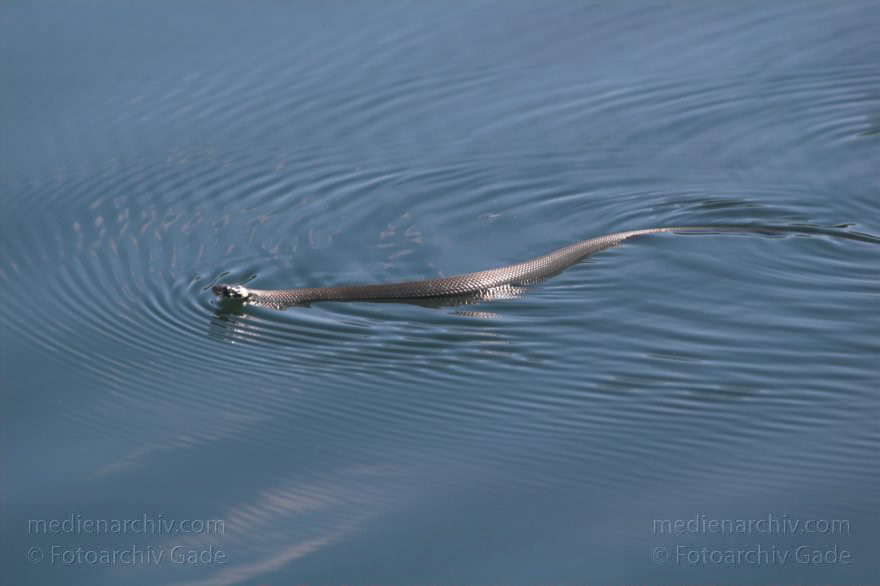 Reptilien. Schlange. Schwimmende Ringelnatter.
Juni 2005. Mecklenburg-Vorpommern, Carwitz. Tiere. Fauna. Reptilien. Schlange. Schwimmende Ringelnatter auf dem Carwitzer See.
Schlüsselwörter: Carwitzer See;Fauna;Mecklenburg-Vorpommern;Reptilien;Ringelnatter;2005;Tiere