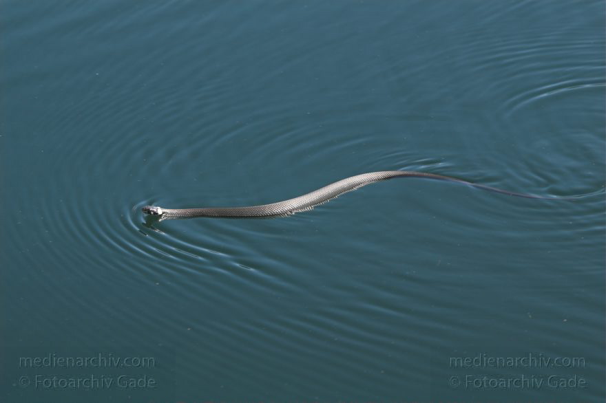 Reptilien. Schlange. Schwimmende Ringelnatter.
Juni 2005. Mecklenburg-Vorpommern, Carwitz. Tiere. Fauna. Reptilien. Schlange. Schwimmende Ringelnatter auf dem Carwitzer See.
Schlüsselwörter: Carwitzer See;Fauna;Mecklenburg-Vorpommern;Reptilien;Ringelnatter;2005;Tiere