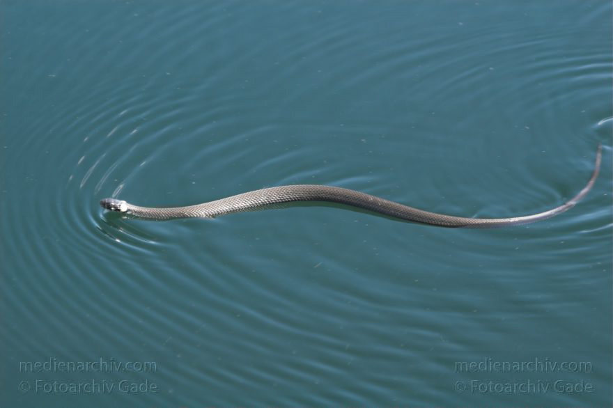 Reptilien. Schlange. Schwimmende Ringelnatter.
Juni 2005. Mecklenburg-Vorpommern, Carwitz. Tiere. Fauna. Reptilien. Schlange. Schwimmende Ringelnatter auf dem Carwitzer See.
Schlüsselwörter: Carwitzer See;Fauna;Mecklenburg-Vorpommern;Reptilien;Ringelnatter;2005;Tiere