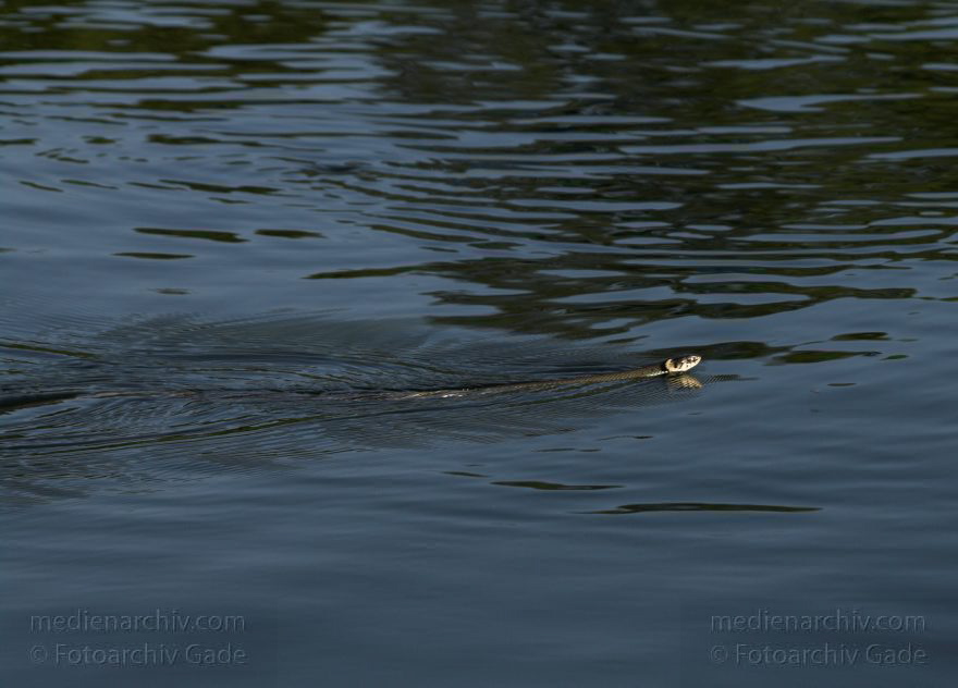 Mecklenburg-Vorpommern. Feldberger Seenlandschaft. Ringelnatter (Natrix natrix)
27. 6. 2010. Mecklenburg-Vorpommern. Feldberger Seenlandschaft. Carwitz. Fauna Tiere. Ringelnatter (Natrix natrix). Schlangen. Familie: Nattern (Colubridae). Ringelnatter beim Schwimmen.
Schlüsselwörter: Carwitz;Fauna;Feldberger Seenlandschaft;Mecklenburg-Vorpommern;Natrix natrix;Reptilien;Ringelnattern;Schlange;2010;Tiere