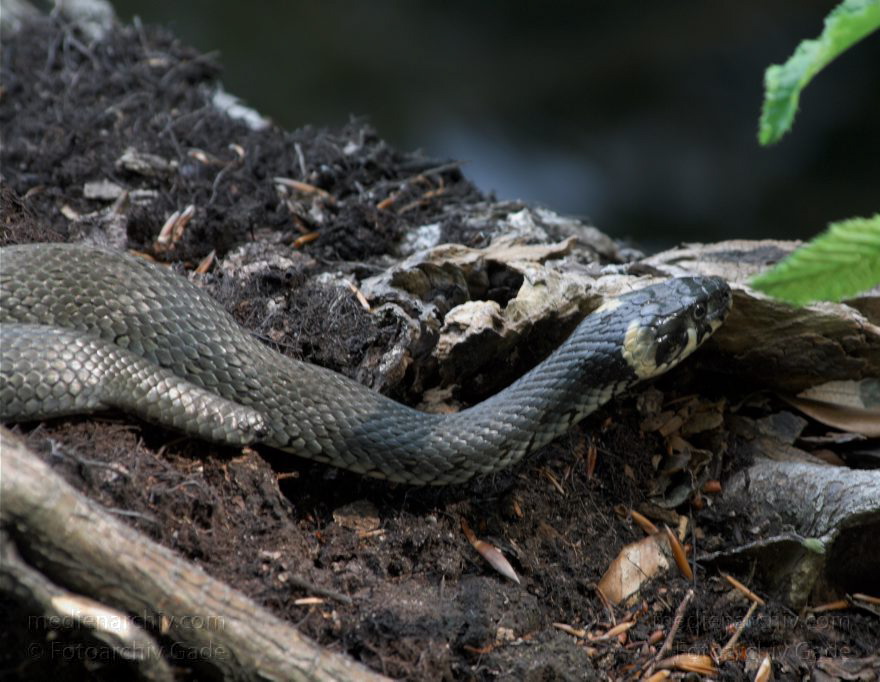 Mecklenburg-Vorpommern. Feldberger Seenlandschaft. Ringelnatter (Natrix natrix)
2010. Mecklenburg-Vorpommern. Feldberger Seenlandschaft. bei Carwitz am Schmalen Luzin. Fauna Tiere. Ringelnatter (Natrix natrix). Schlangen. Familie: Nattern (Colubridae)
Schlüsselwörter: Carwitz;Fauna;Feldberger Seenlandschaft;Mecklenburg-Vorpommern;Natrix natrix;Reptilien;Ringelnattern;Schlange;2010;Tiere