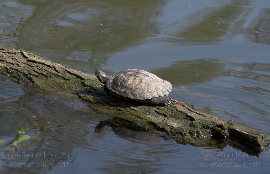 Schildkröte im Plötzsee.
13. 4. 2009. Berlin. Wedding. Rehberge. Plötzensee. Tiere. Fauna. Schildkröte, die sich auf einem Baumstamm sonnt. Reptilien. Schildkröte. Testudinata, Testudines
Schlüsselwörter: Berlin;Fauna;Plötzensee;Reptilien;Schildkröte;Tiere;2009;Wedding