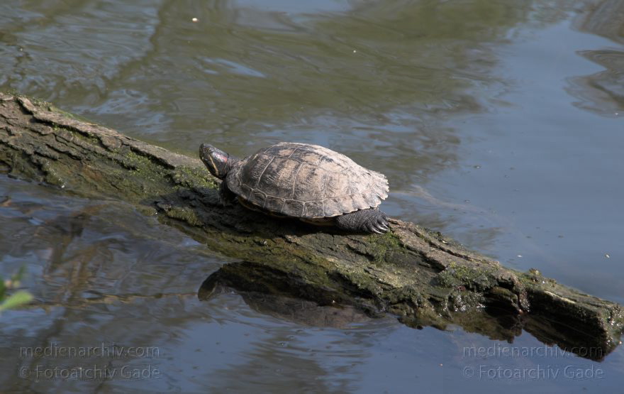 Schildkröte im Plötzsee.
13. 4. 2009. Berlin. Wedding. Rehberge. Plötzensee. Tiere. Fauna. Schildkröte, die sich auf einem Baumstamm sonnt. Reptilien. Schildkröte. Testudinata, Testudines
Schlüsselwörter: Berlin;Fauna;Plötzensee;Reptilien;Schildkröte;Tiere;2009;Wedding