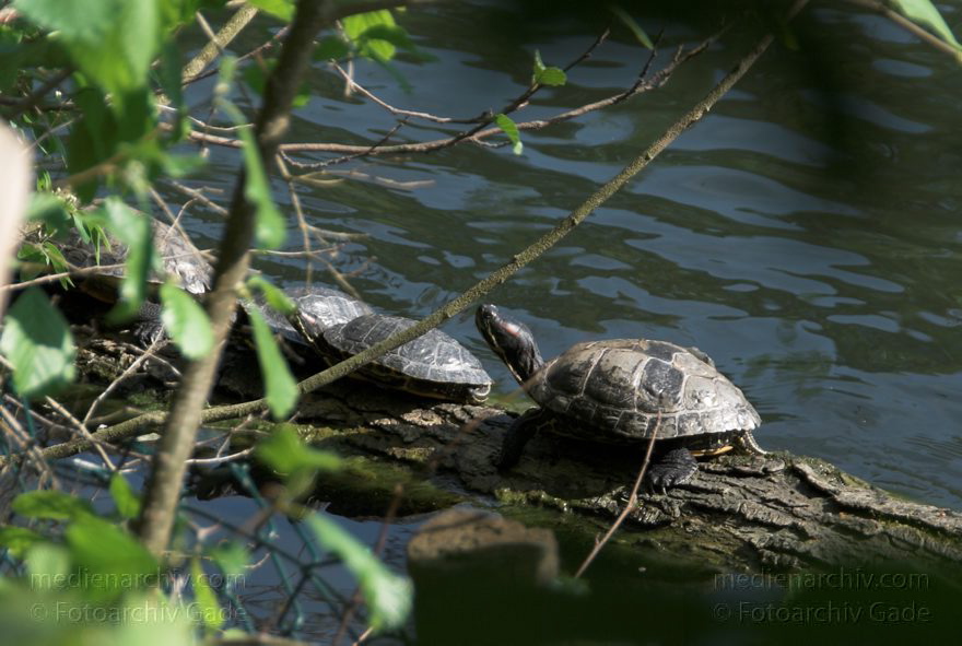 Berlin. Schildkrötenfamilie im Plötzensee. Fauna. Tiere.
26. 4. 2009. Berlin. Mitte.Wedding. Park Rehberge. Plötzensee. Fauna. Tiere. Schildkrötenfamilie beim Sonnen auf einem Baumstamm.
Schlüsselwörter: Berlin;Fauna;Reptilien;Schildkröten;2009;Tiere
